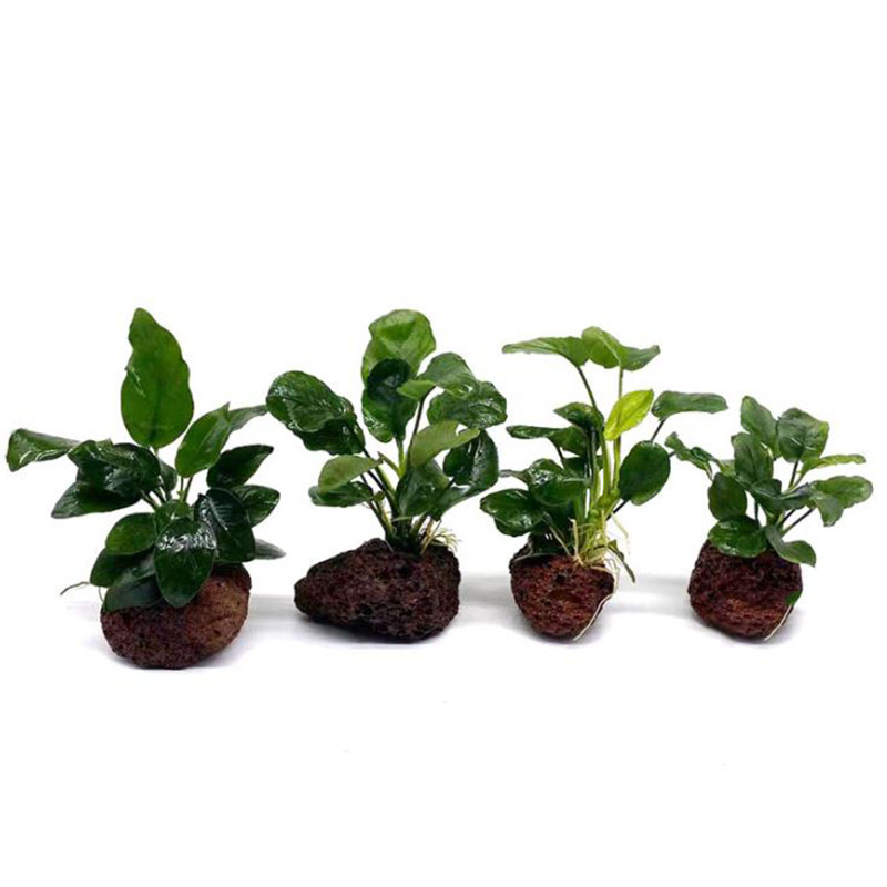 Vulkanische aquariumdecoratie  - Aquarium Plant Live recensie en prijs