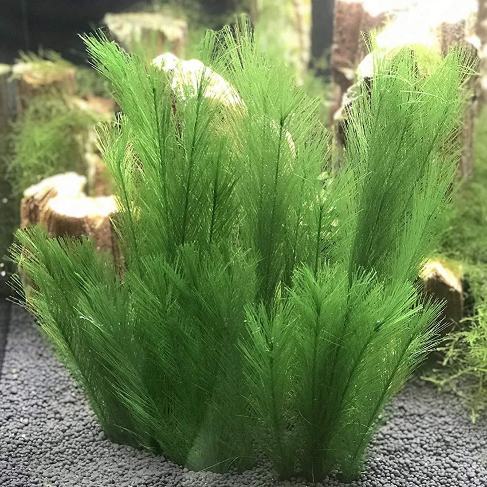 1/3 Stuks 28/40 Cm Aquarium Aq - Aquarium Plant Live recensie en prijs