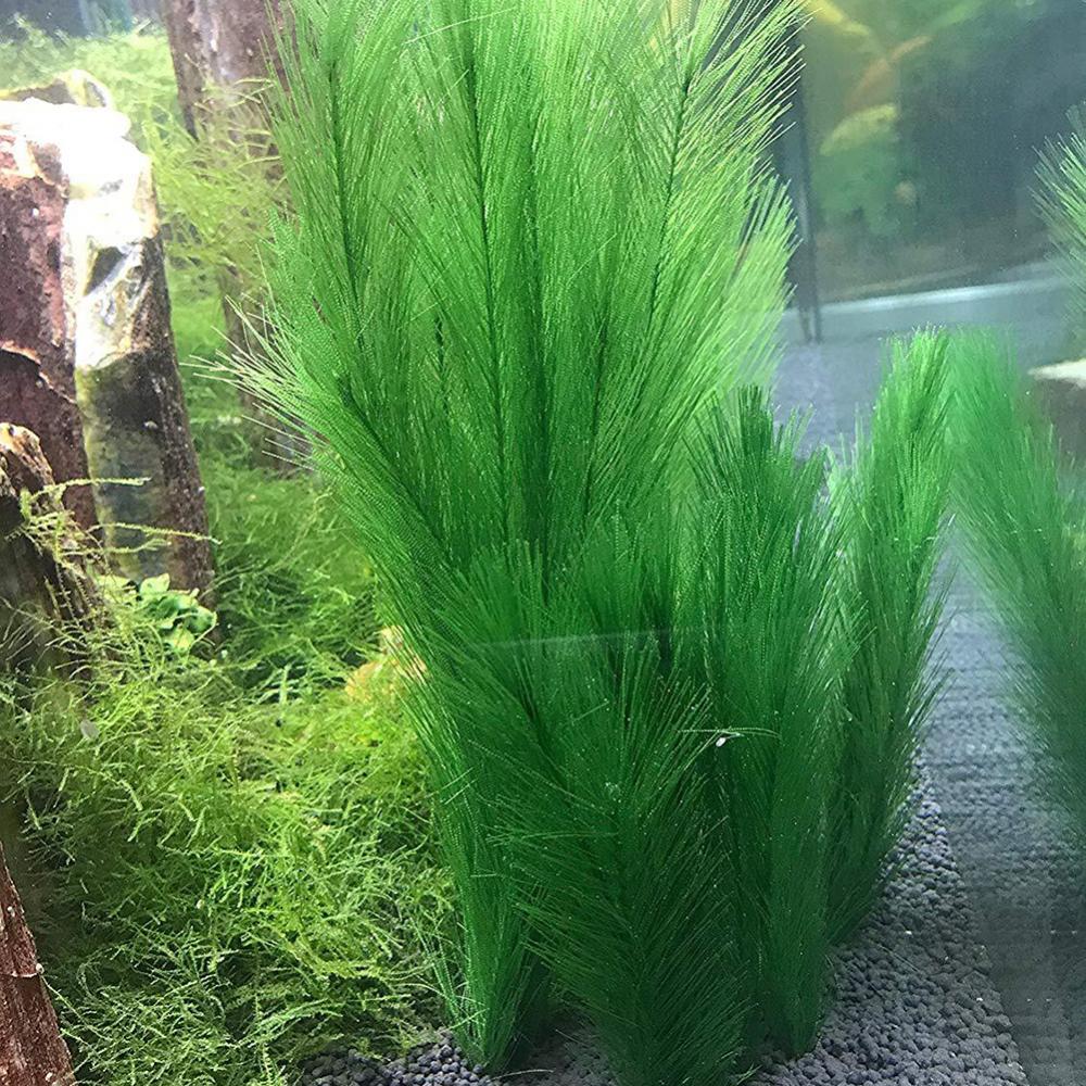 1/3 Stuks 28/40 Cm Aquarium Aq - Aquarium Plant Live recensie en prijs