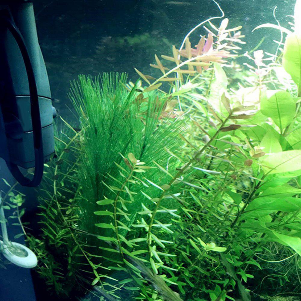 1/3 Stuks 28/40 Cm Aquarium Aq - Aquarium Plant Live recensie en prijs