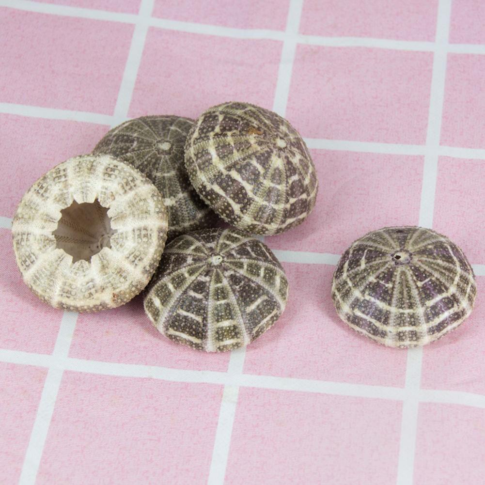 5 cm-6 cm Sea Shell Conch Orna - Planted Aquarium Air Stone recensie en prijs