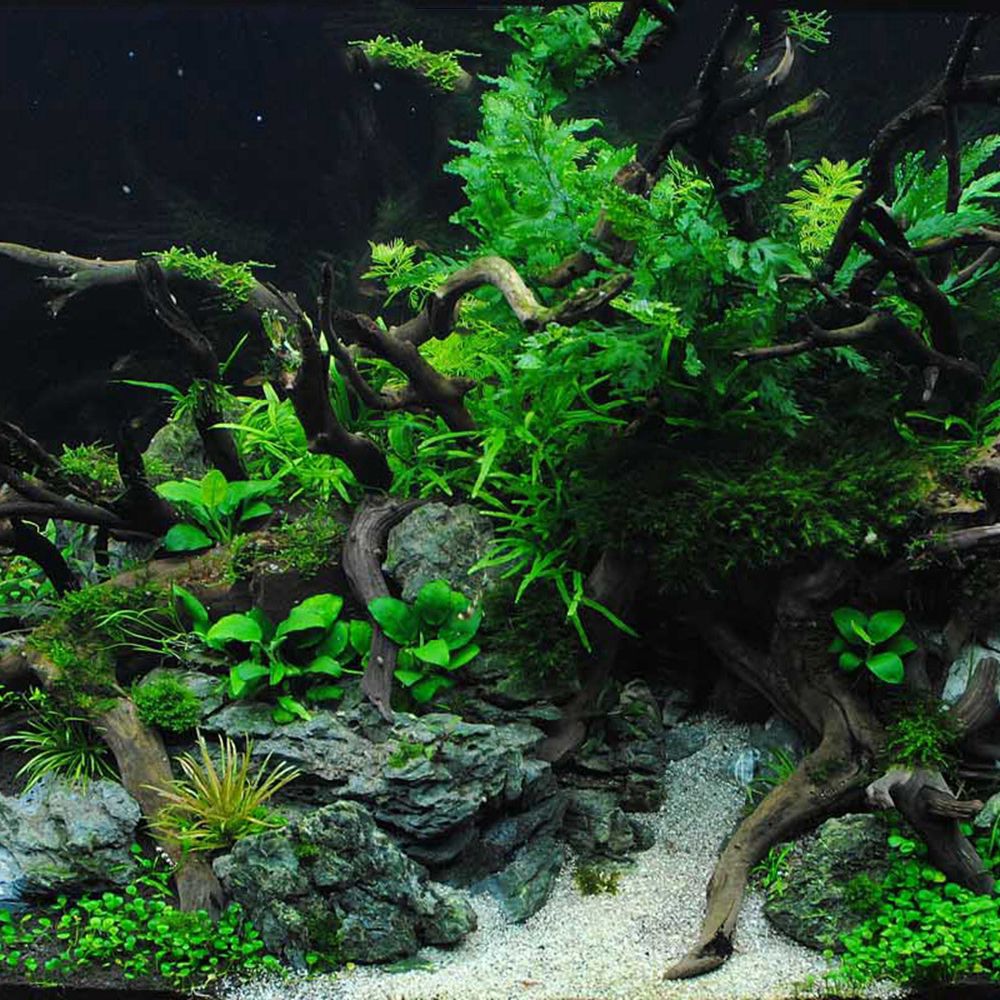 Hout N1N Landschapsarchitectuu - Aquarium Plant Roots recensie en prijs