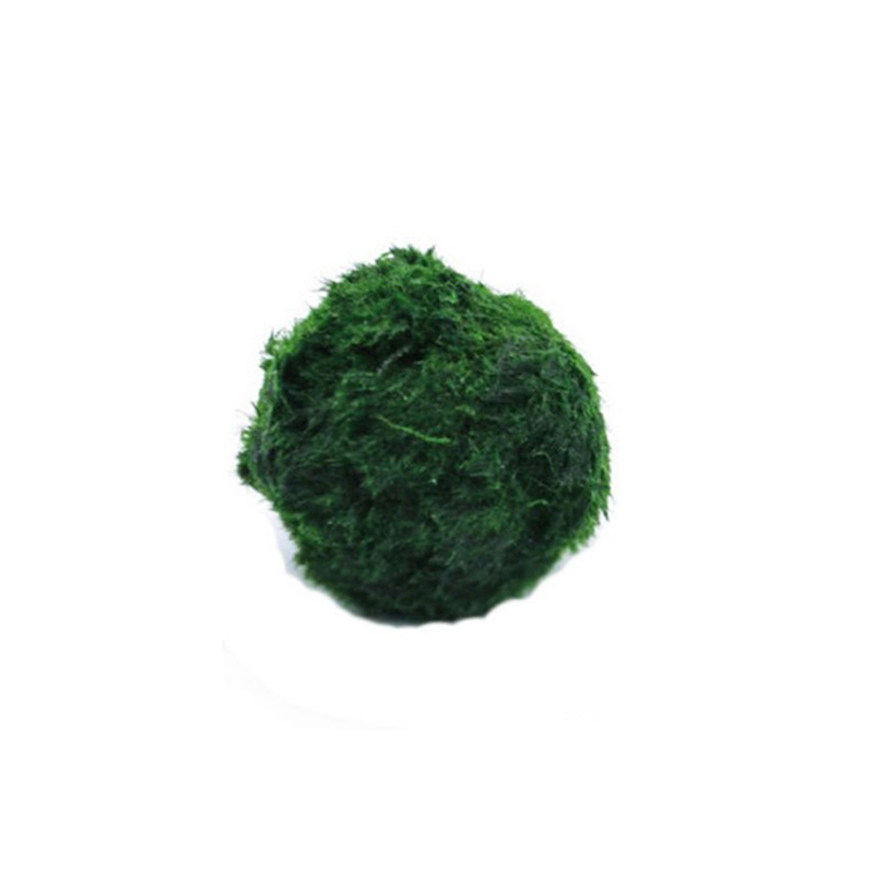 Marimo Mos Ballen Live Aquariu - Aquarium Plant Live recensie en prijs