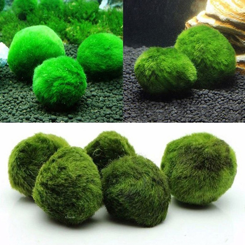 Marimo Mos Ballen Live Aquariu - Aquarium Plant Live recensie en prijs