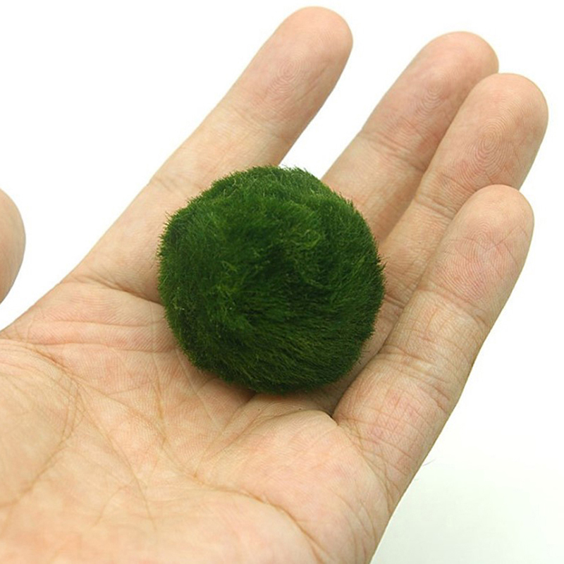 Marimo Mos Ballen Live Aquariu - Aquarium Plant Live recensie en prijs