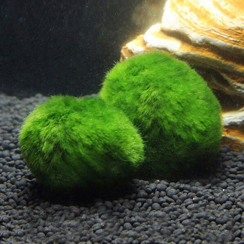 Marimo Mos Ballen Live Aquariu - Aquarium Plant Live recensie en prijs