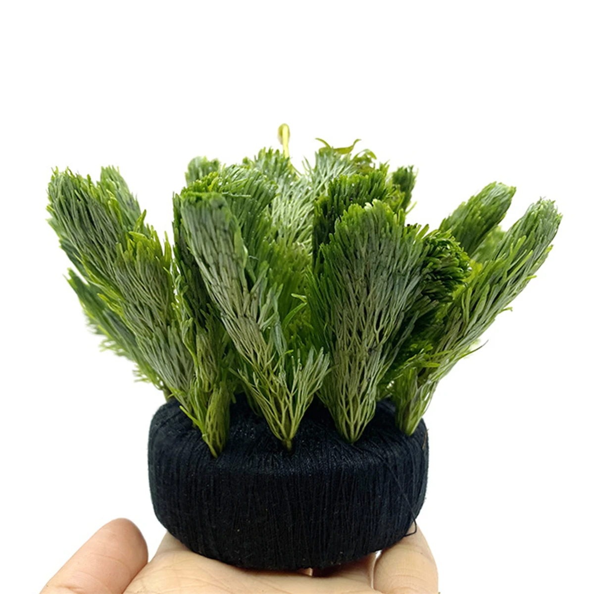 5 Stuks Zwart Aquarium Water G - Aquarium Plant Roots recensie en prijs